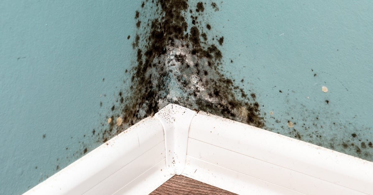 Close-up of black and white mold in the corner where two walls meet. The mold reaches the baseboards.